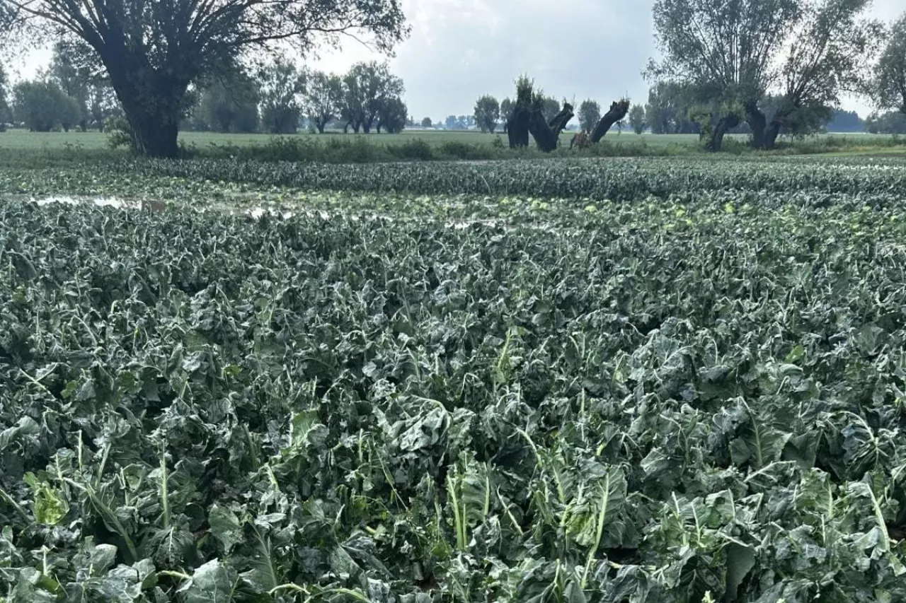 Szkody w uprawach warzyw