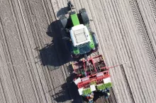 Sadzenie pomidora gruntowego w Łowiczu