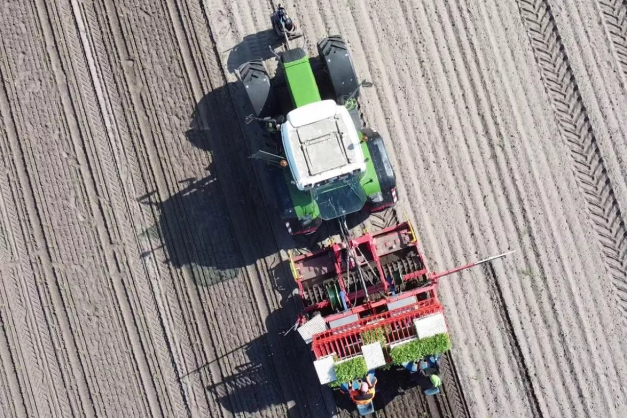 Sadzenie pomidora gruntowego w Łowiczu