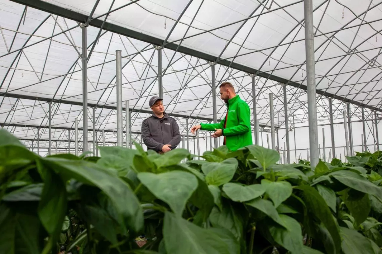 Produkcja papryki pod osłonami