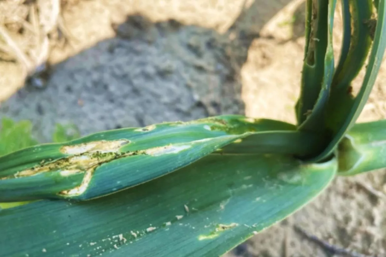 Liście pora uszkodzone przez gąsienice wgryzki szczypiorki