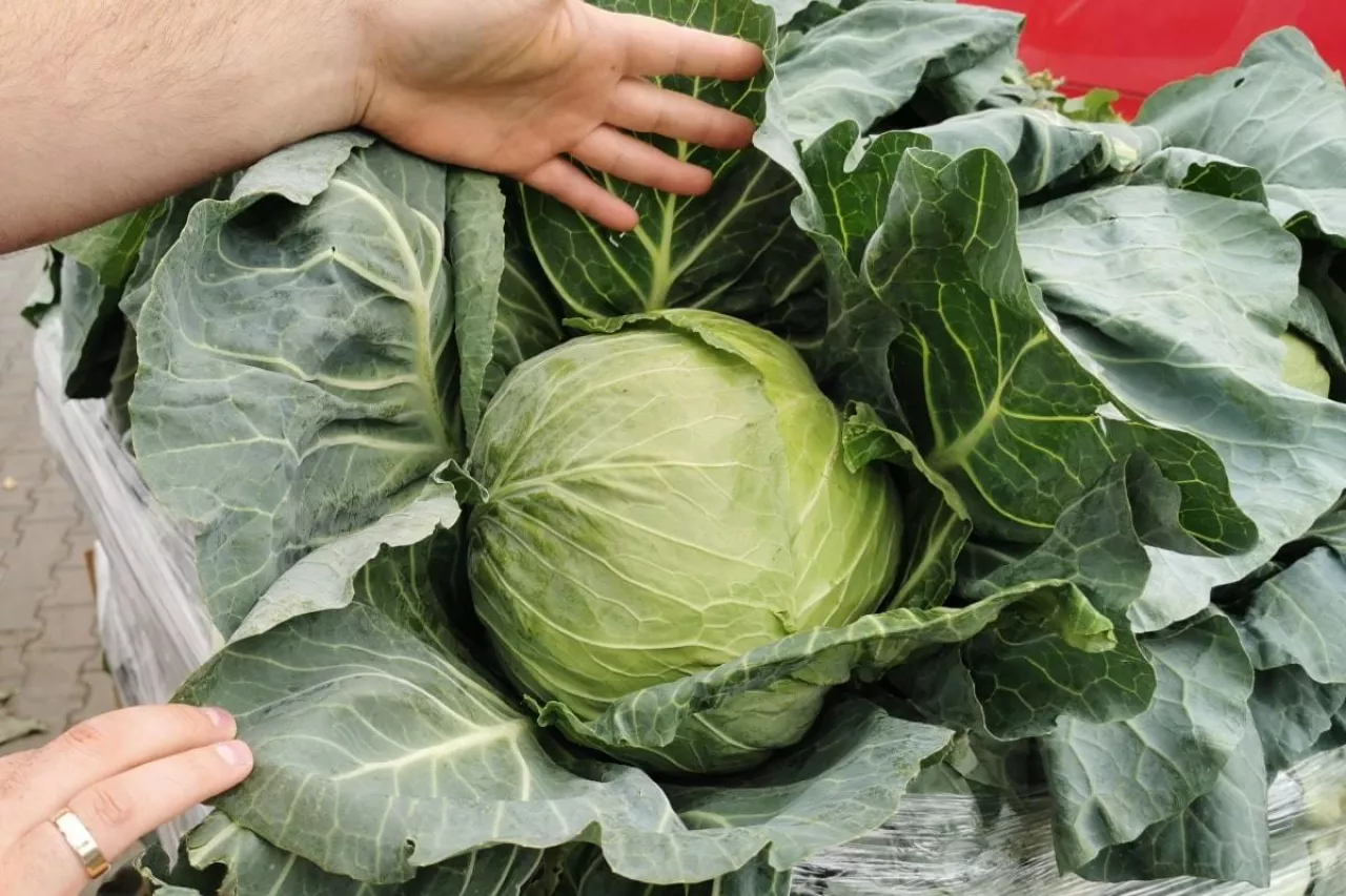 Polska młoda kapusta