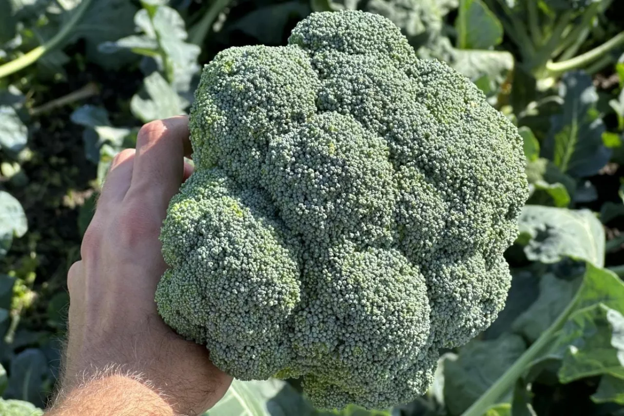 Uprawa brokułów