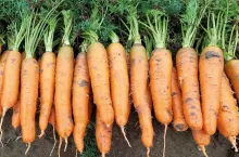 Marchew na plantacji porażonej nicieniami