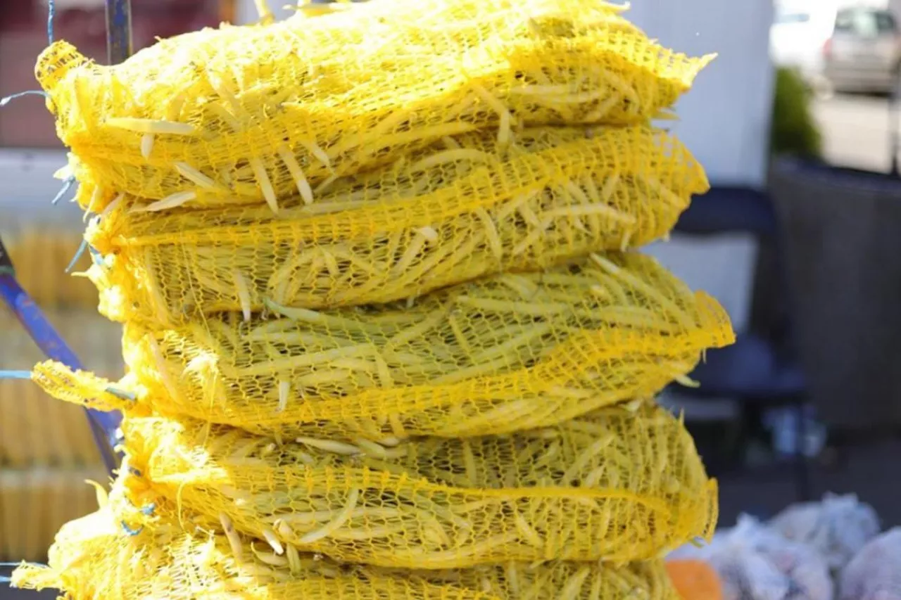 Fasolka szparagowa w workach