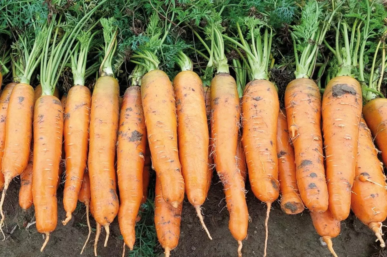 Marchew na plantacji porażonej nicieniami