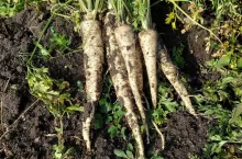 Pietruszka korzeniowa