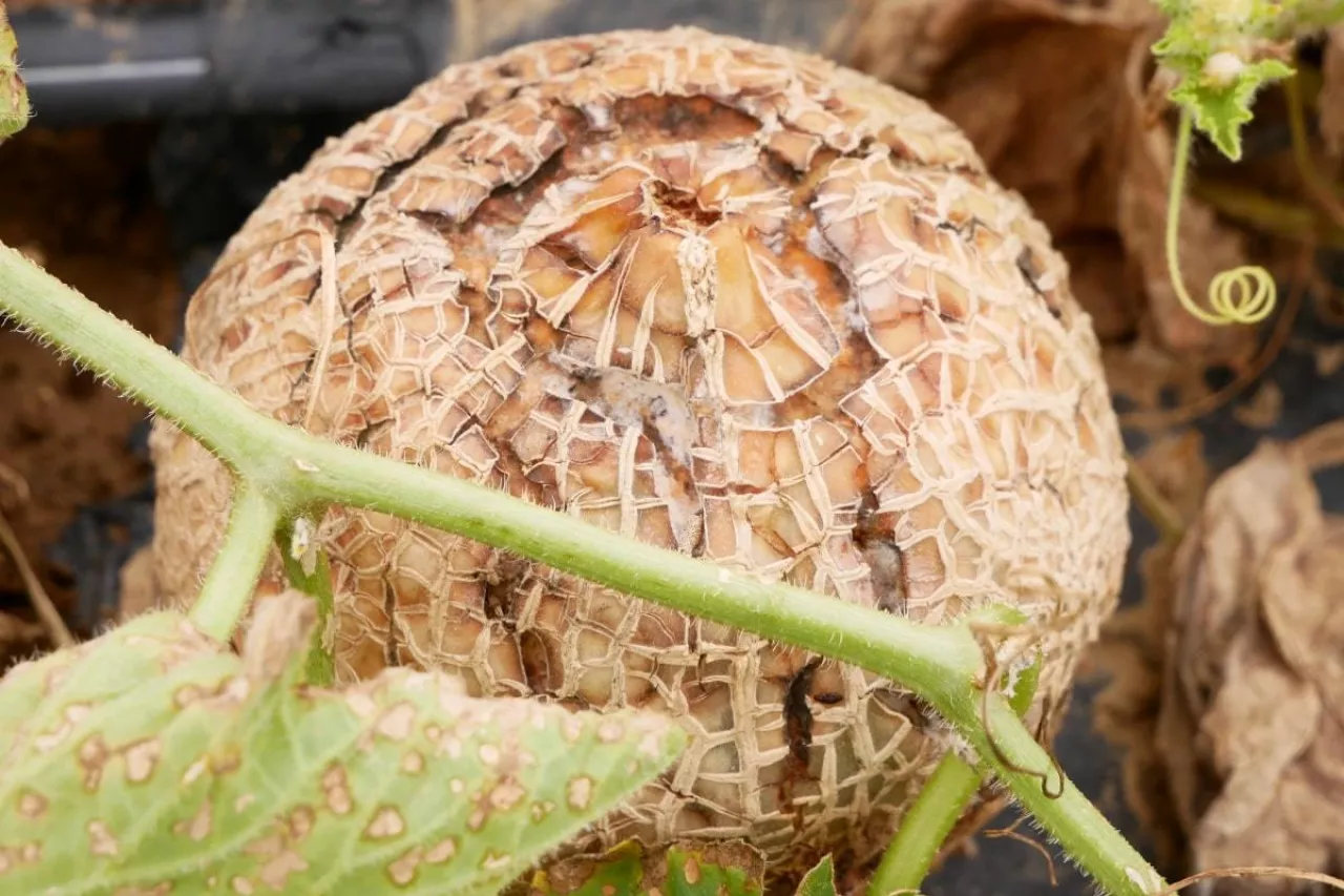 Objawy zepsucia melon