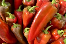 Krajowa papryka stożkowa