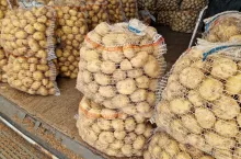 Młode ziemniaki Bronisze