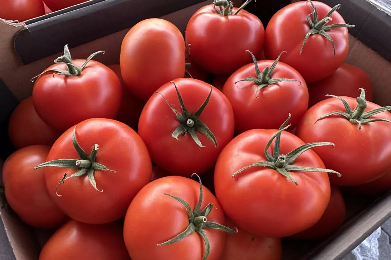 Polskie pomidory w kartonach