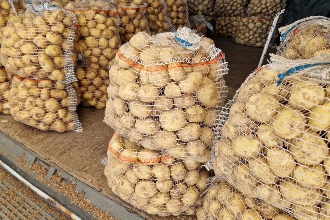 Młode ziemniaki Bronisze