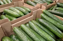 Ogórki z Rosji na Broniszach