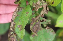 Alternarioza ziemniaka