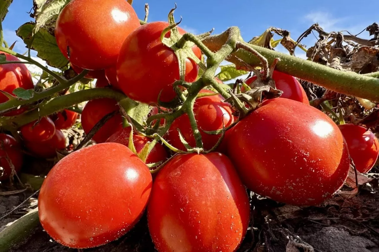 Pomidory gruntowe