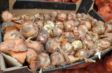 Cebula z Rosji. Zdjęcia wykonane w 2023 roku