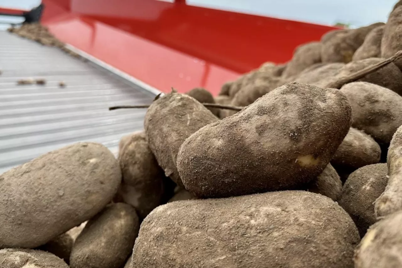 Ziemniaki po zbiorach