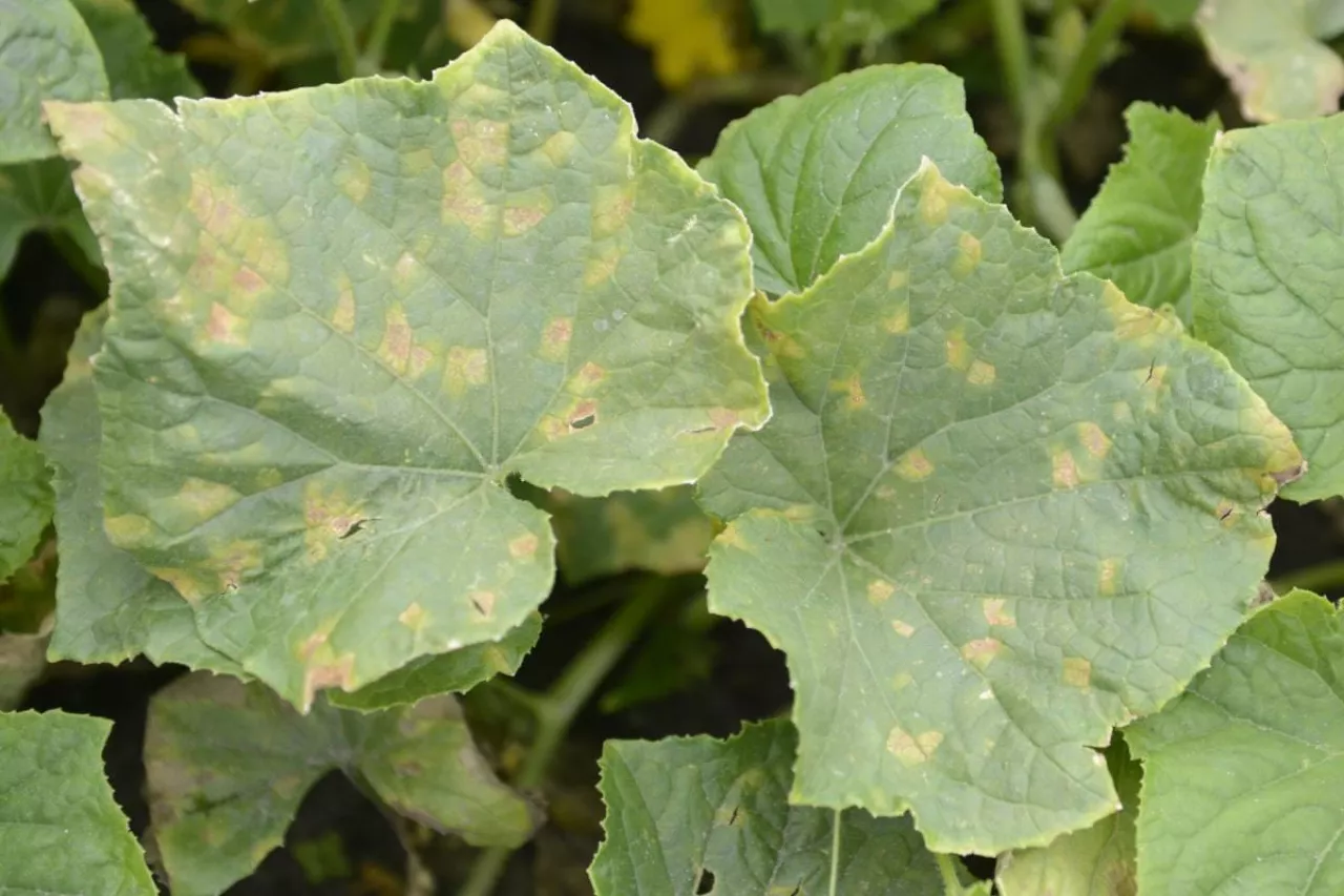 Objawy mączniaka rzekomego na górnej stronie liścia ogórka