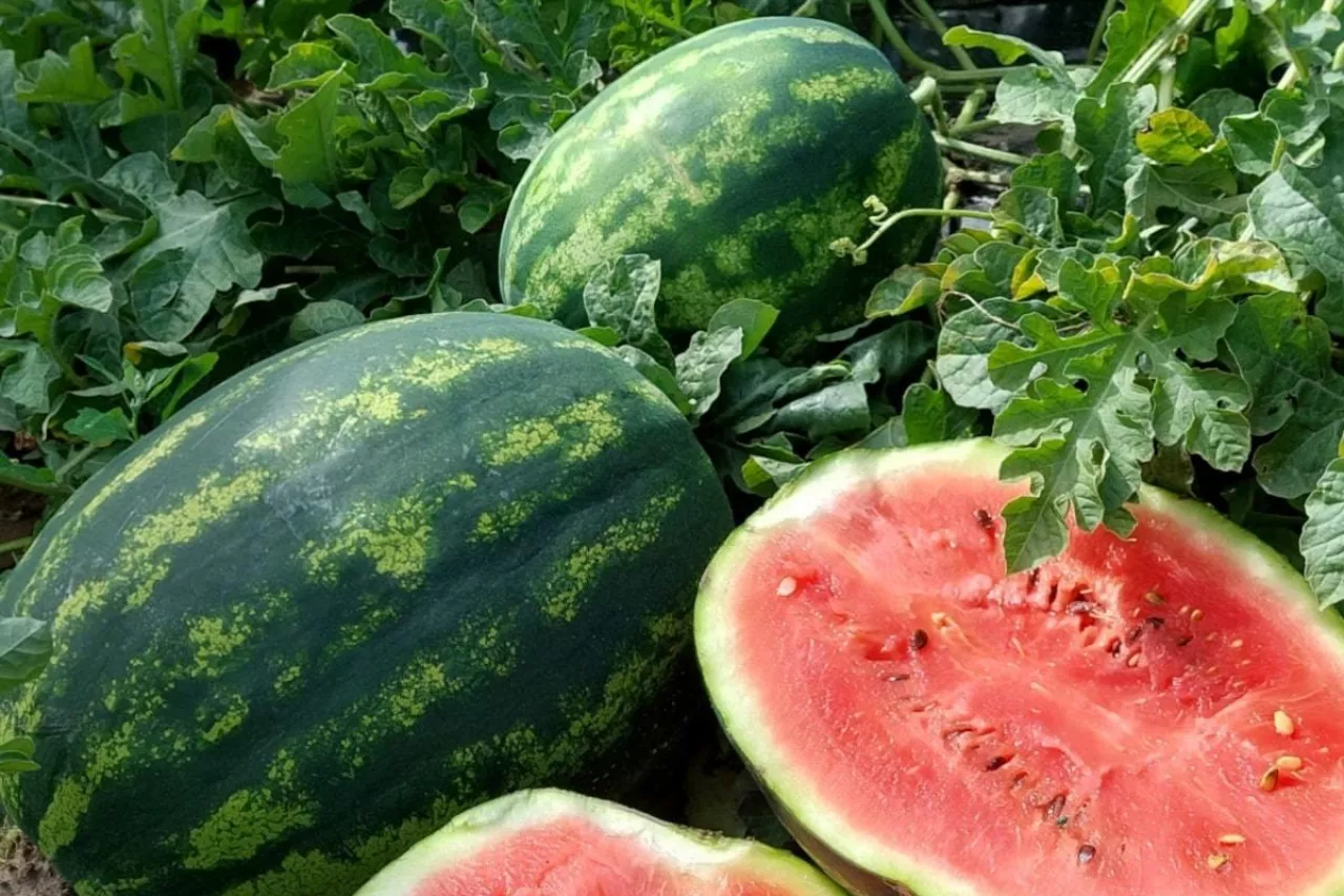 Uprawa arbuzów na polskich polach