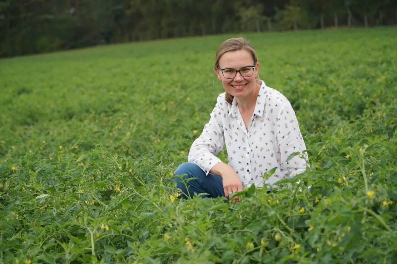 Ocena plantacji pomidora gruntowego