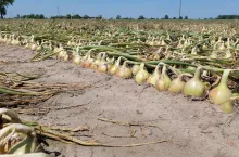 Cebula zimująca PNOS