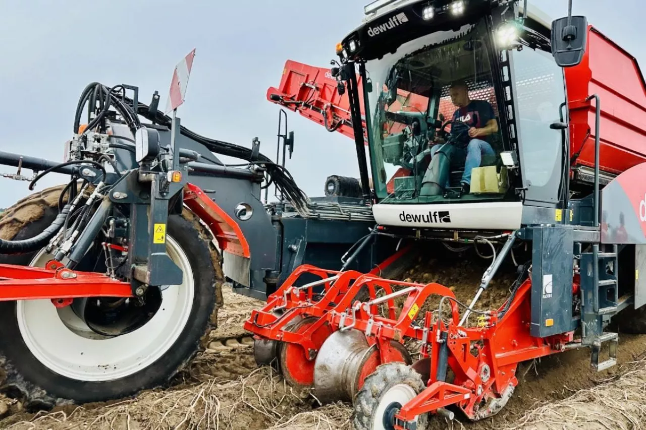 Zbiory ziemniaków kombajnem Dewulf