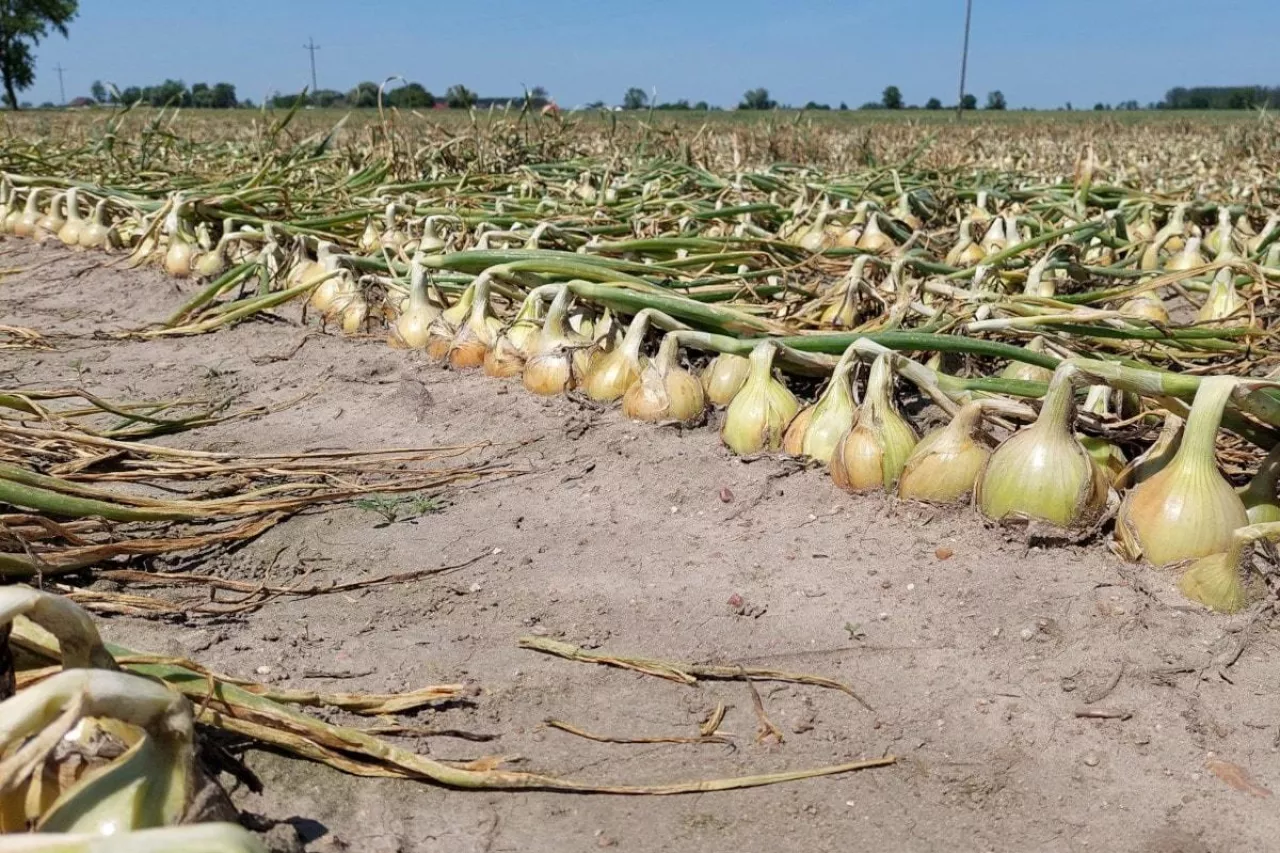 Cebula zimująca PNOS