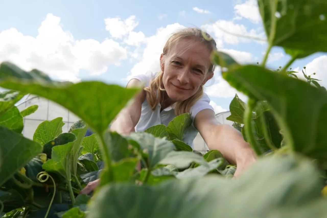 Nawożenie melonów Diana Wieczorek