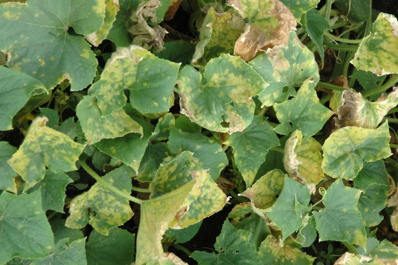 Uszkodzenia liści przez mączniaka rzekomego na roślinach ogórka