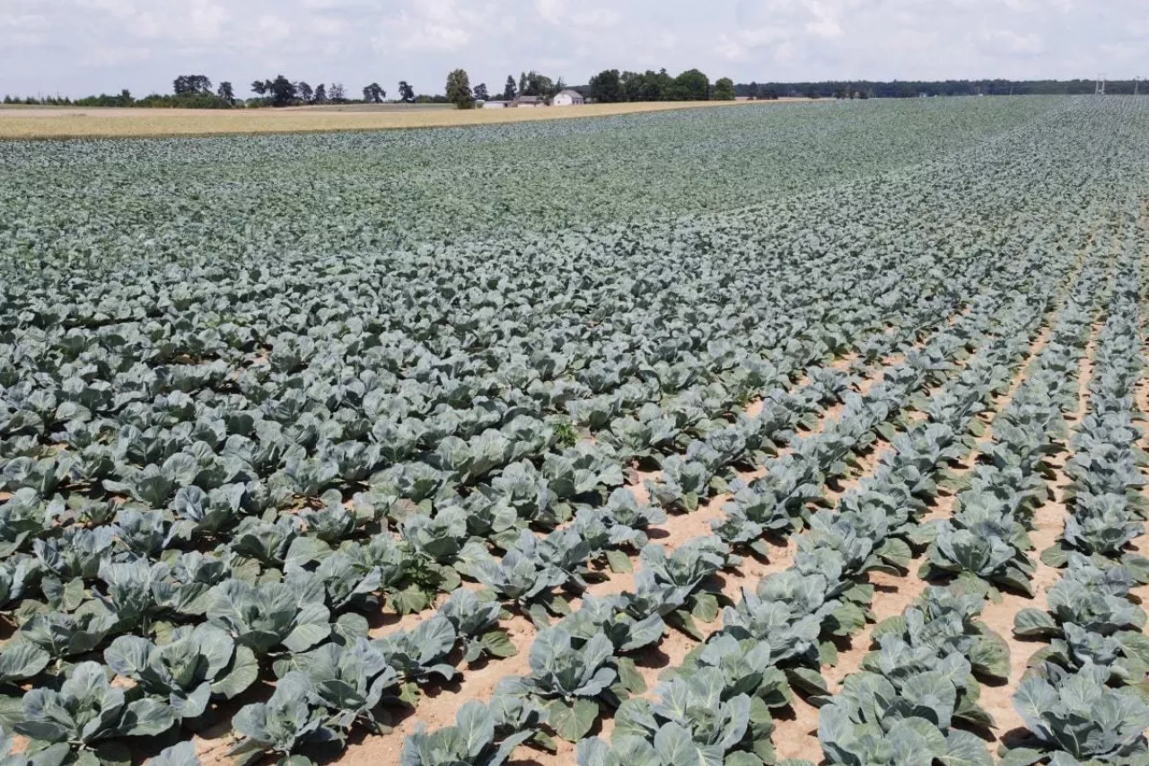 Uprawa kapusty Małopolska