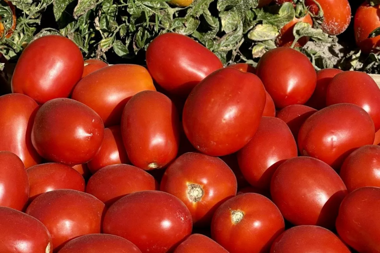Pomidory gruntowe