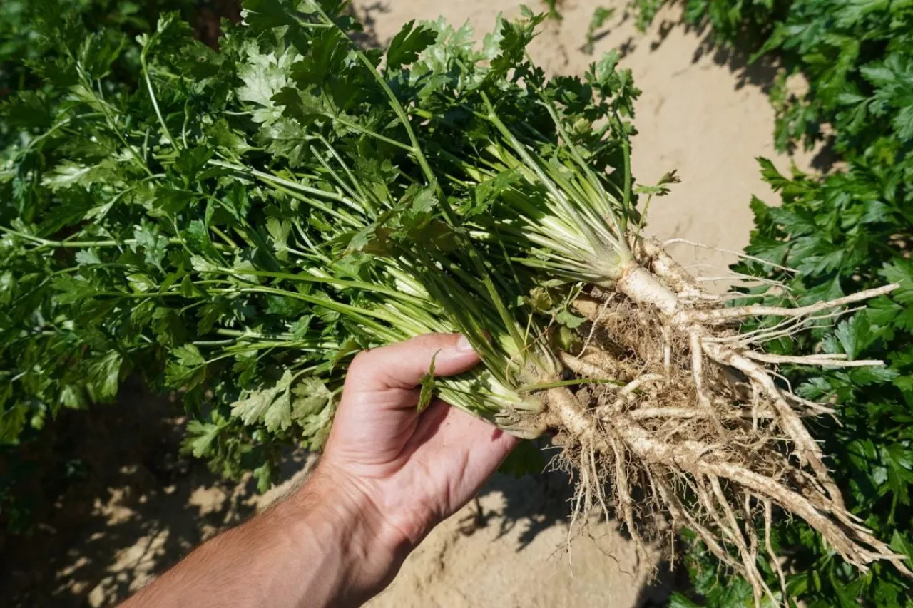 Pietruszka odmiany Aston