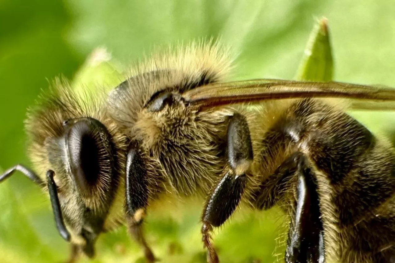 Pszczoła