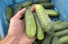 Polskie ogórki gruntowe