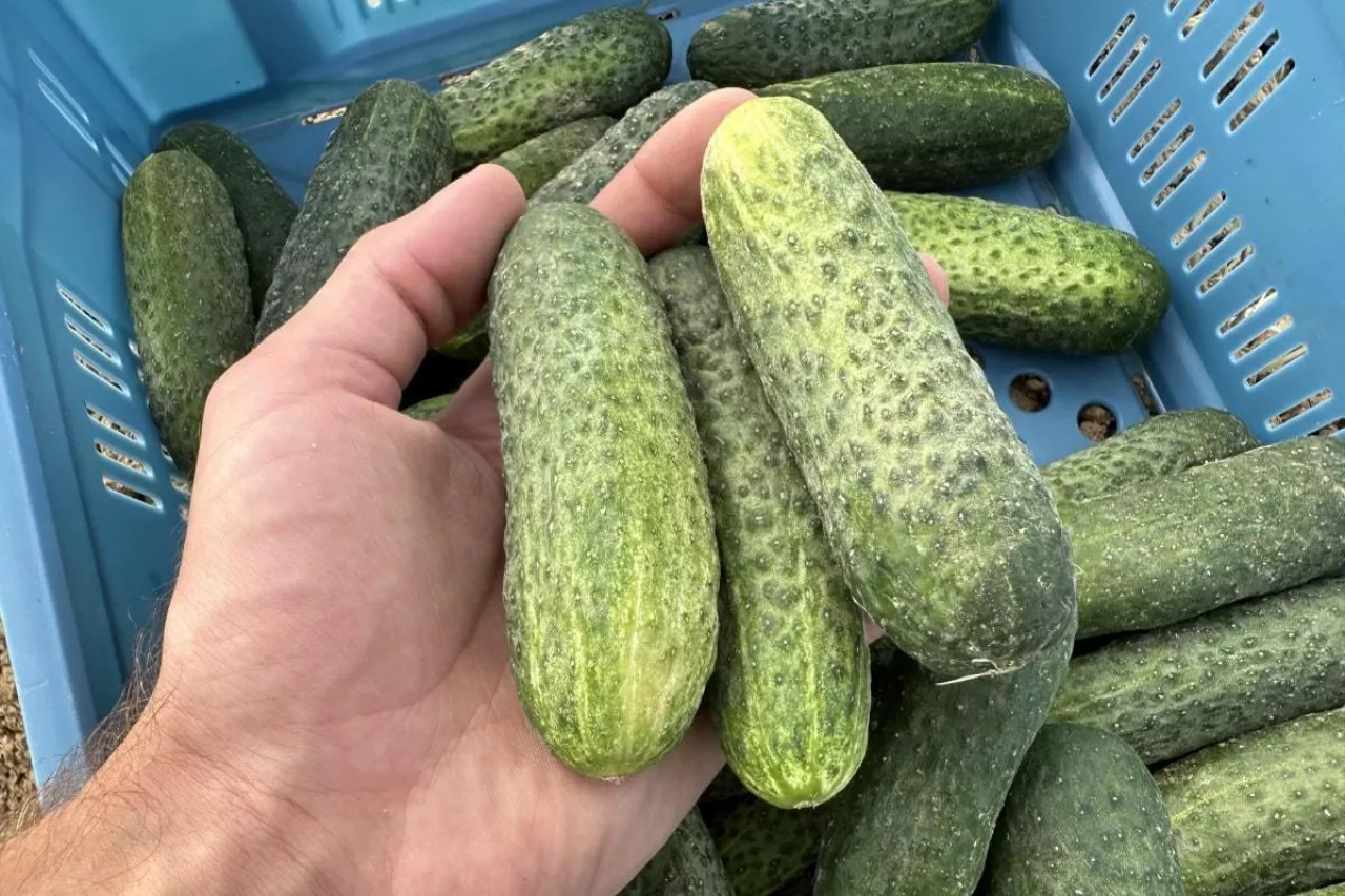 Polskie ogórki gruntowe