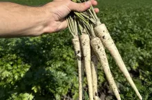 Pietruszka korzeniowa