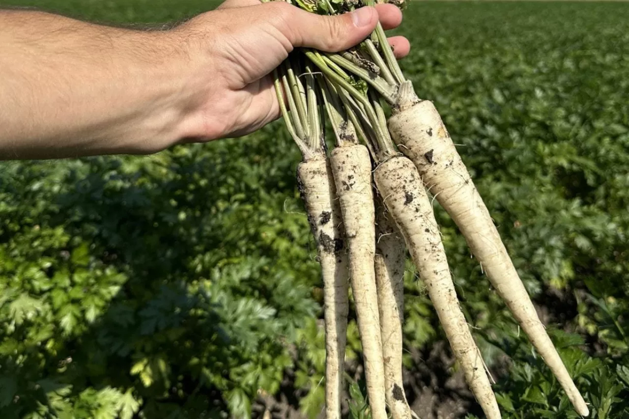 Pietruszka korzeniowa