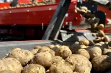 Sortowanie ziemniaków po zbiorze