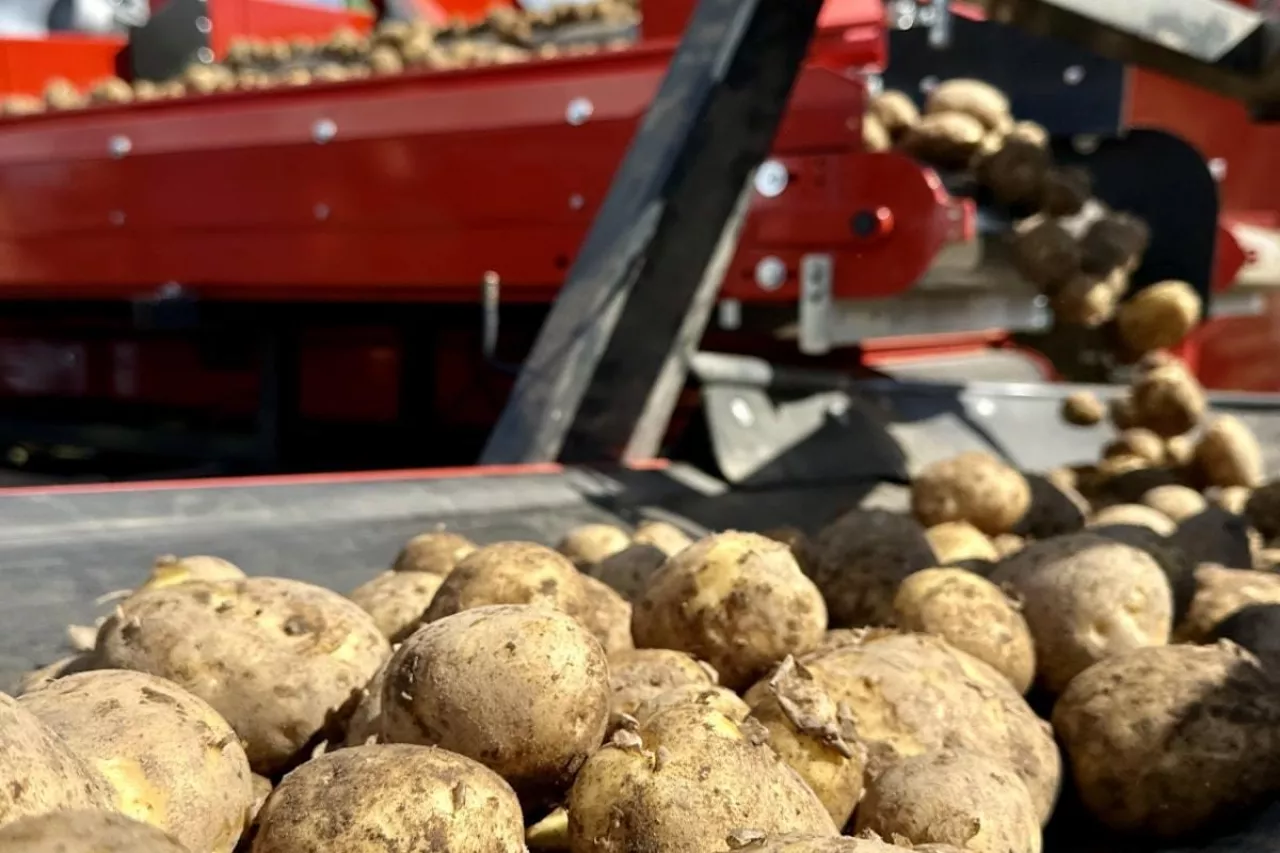 Sortowanie ziemniaków po zbiorze