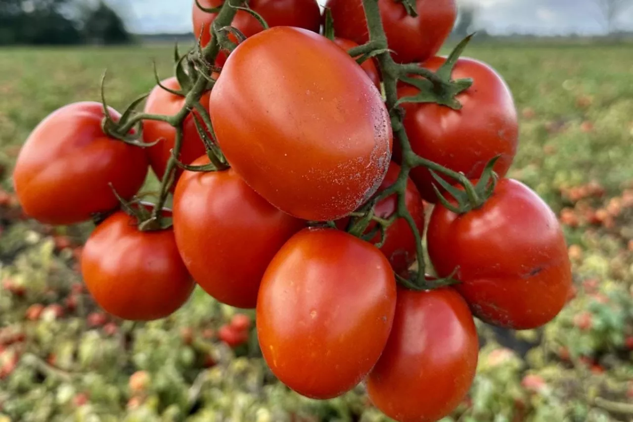 Pomidory gruntowe