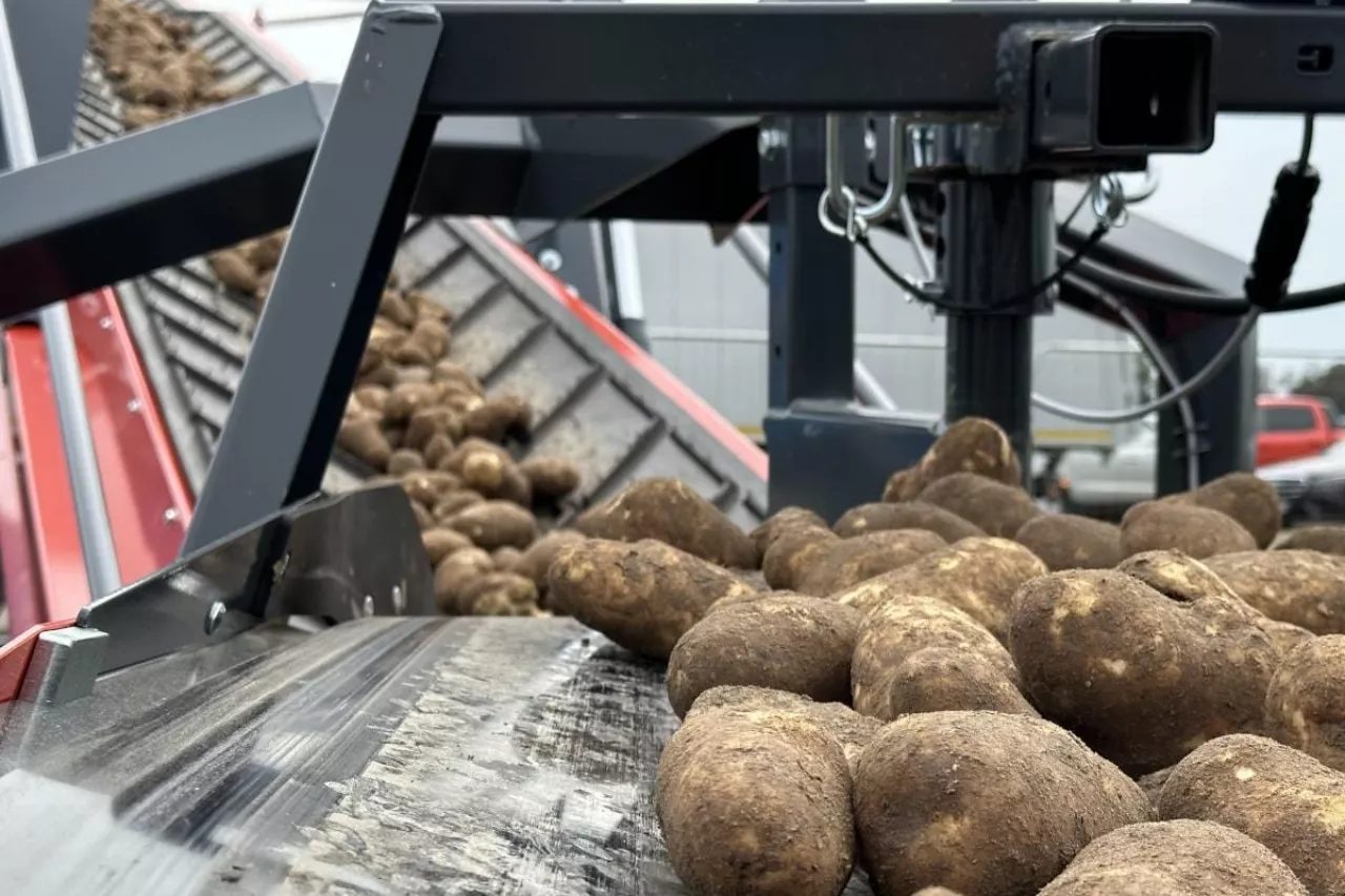 Ziemniaki do przetwórstwa