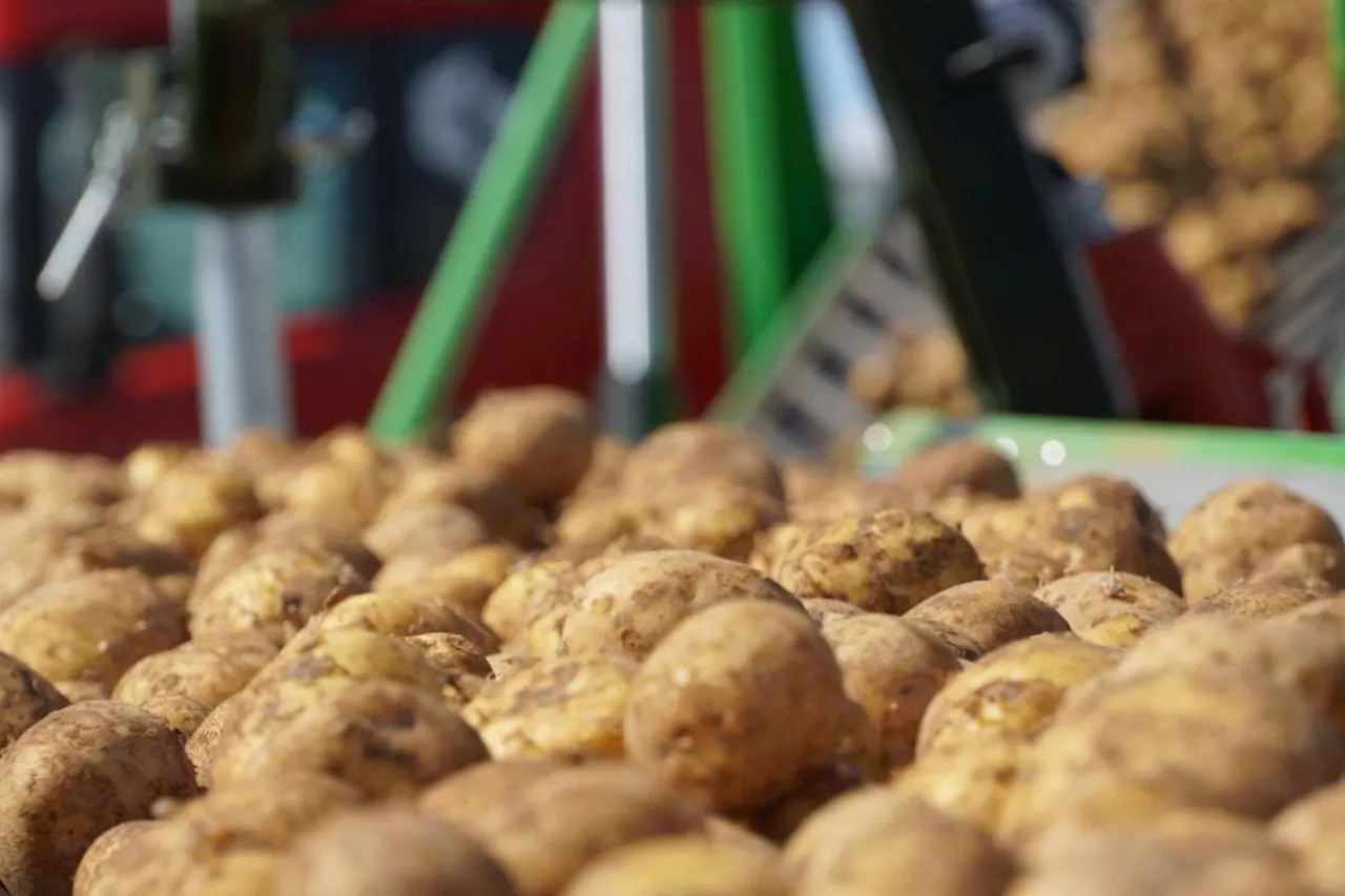 Transport ziemniaków