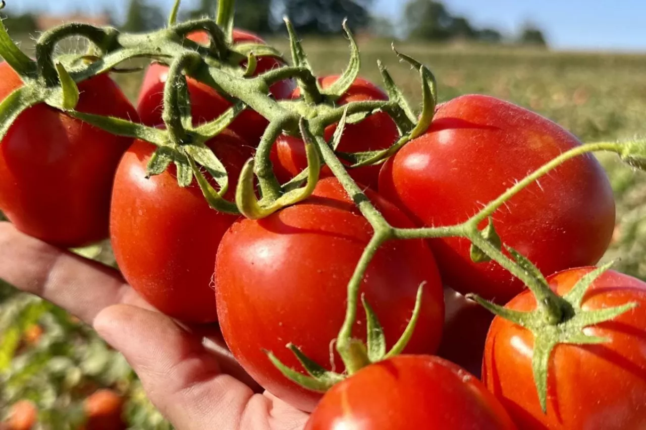 Pomidory gruntowe