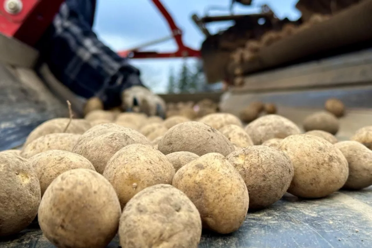 Wysokiej jakości materiał sadzeniakowy