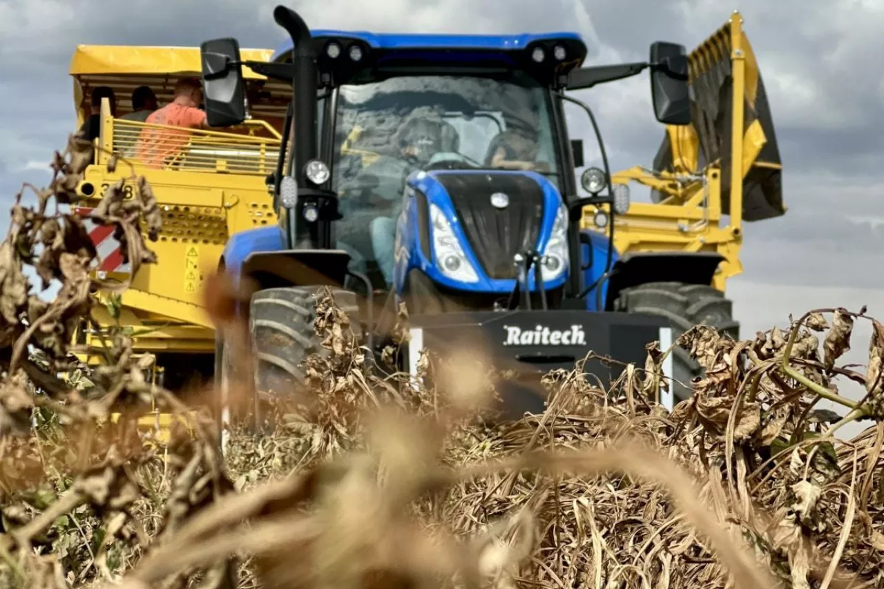 Zbiór ziemniaków w Potęgowie