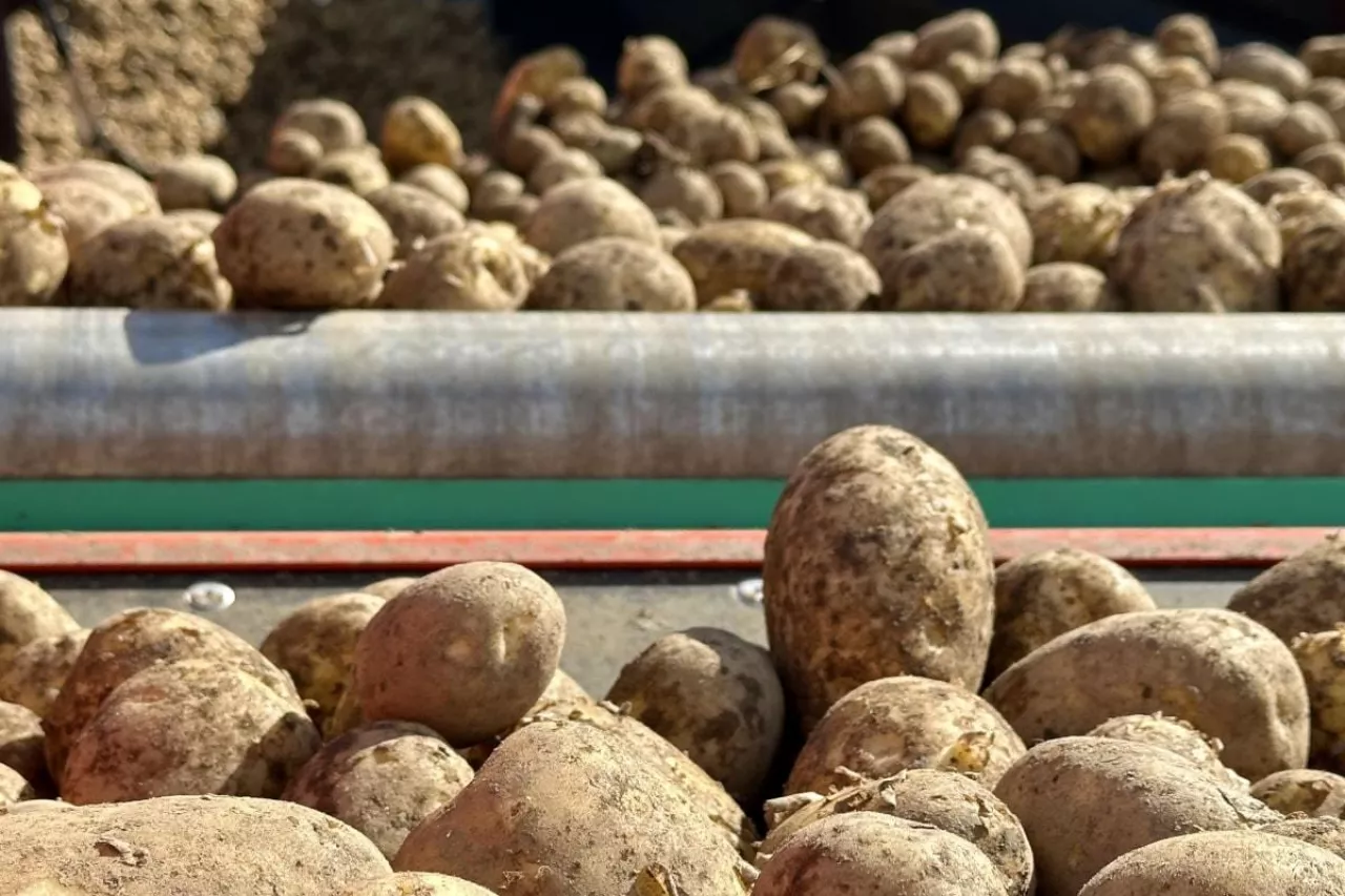 Sortowanie ziemniaka