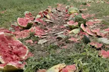 Zniszczone arbuzy na polu