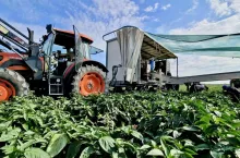 Zbiór papryki gruntowej