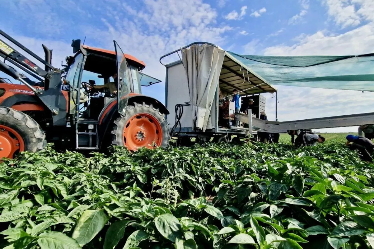 Zbiór papryki gruntowej