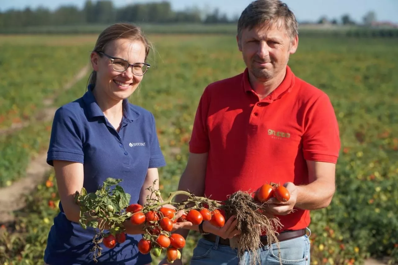 Katarzyna Woszczyk i Piotr Zieliński na plantacji pomidorów